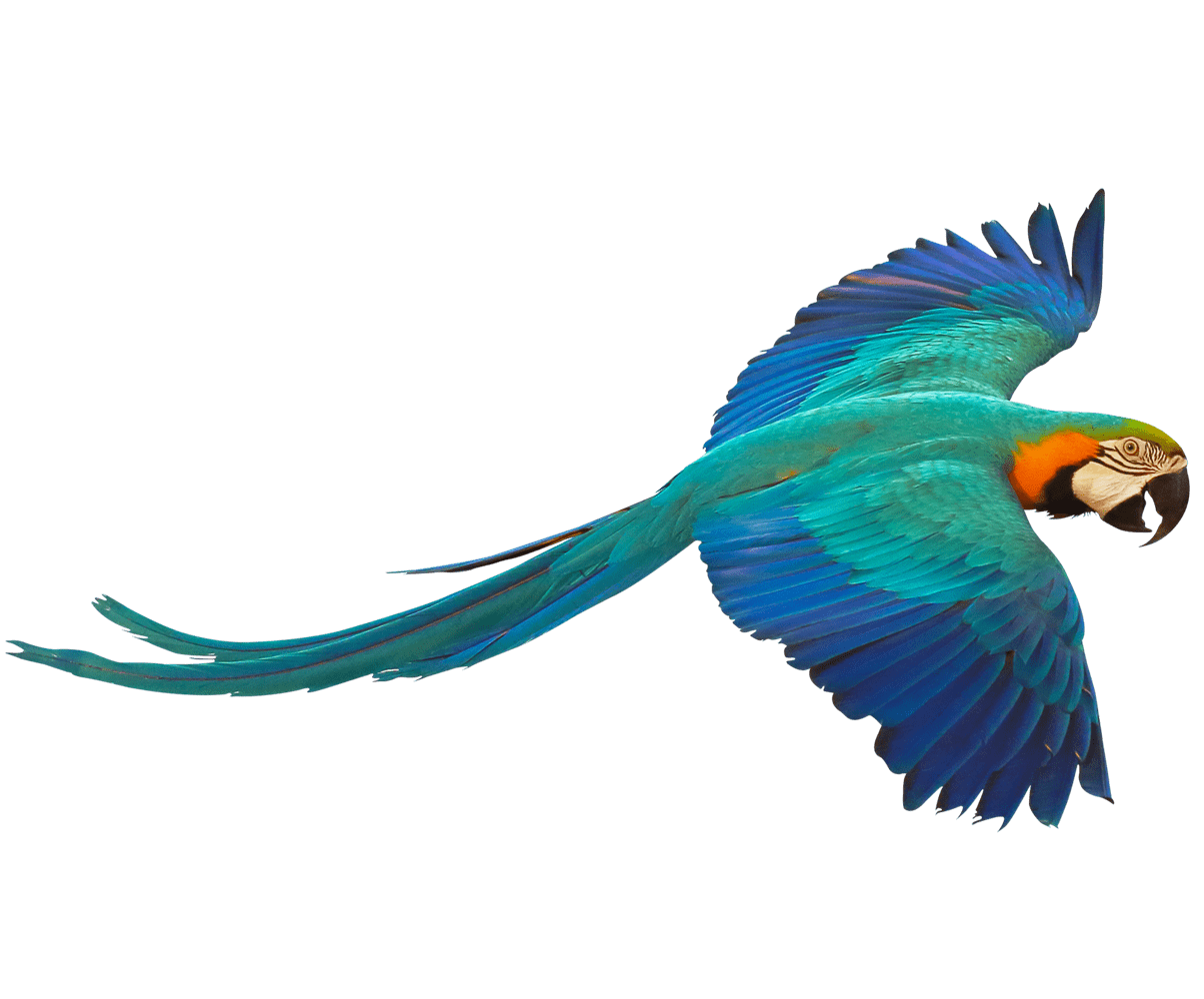 Tropical bird flying with a transparent background