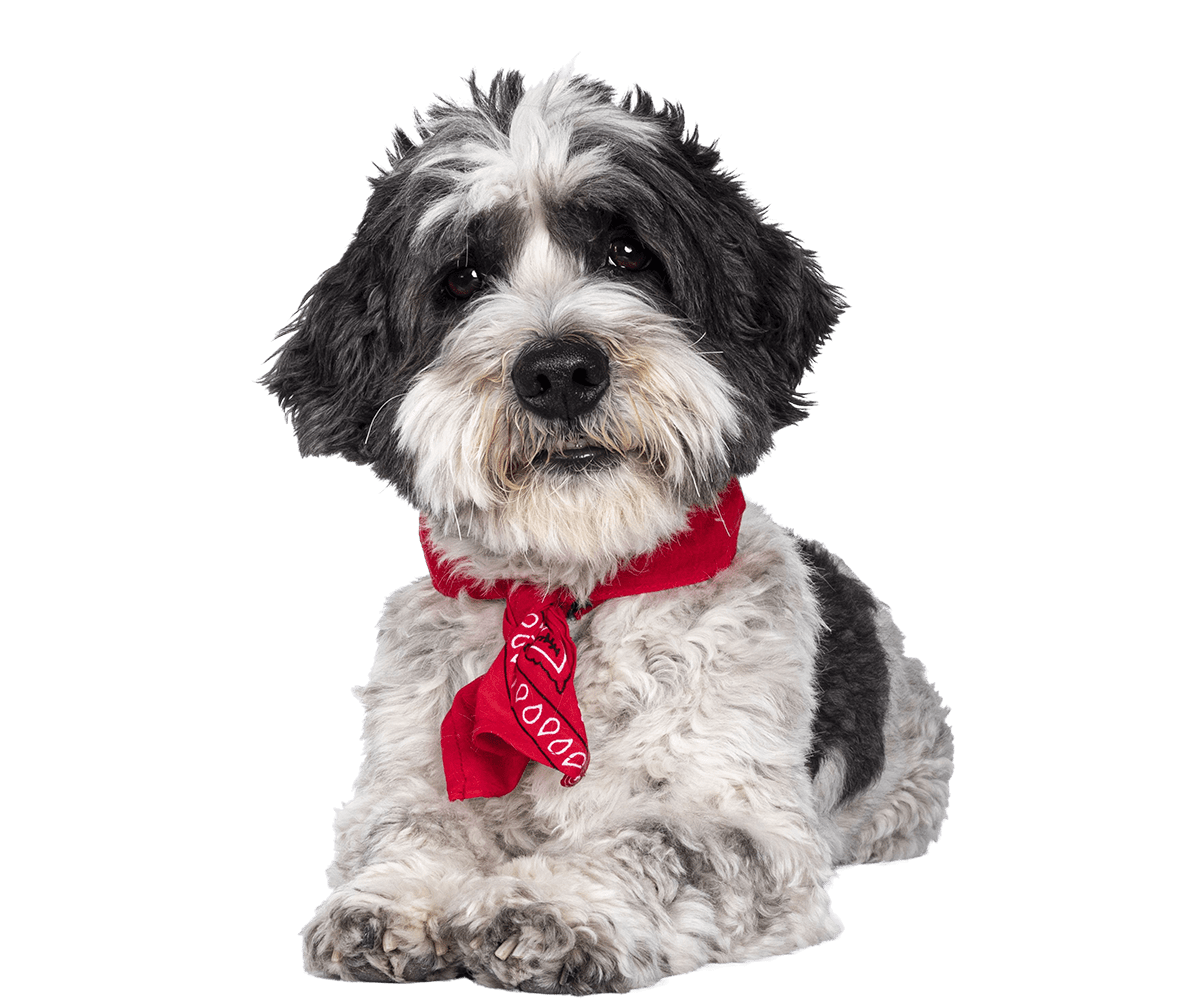 Small dog with a red scarf