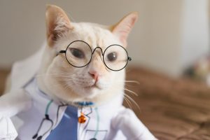 Cat dressed up in a doctor outfit