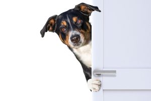 surprised dog behind the door