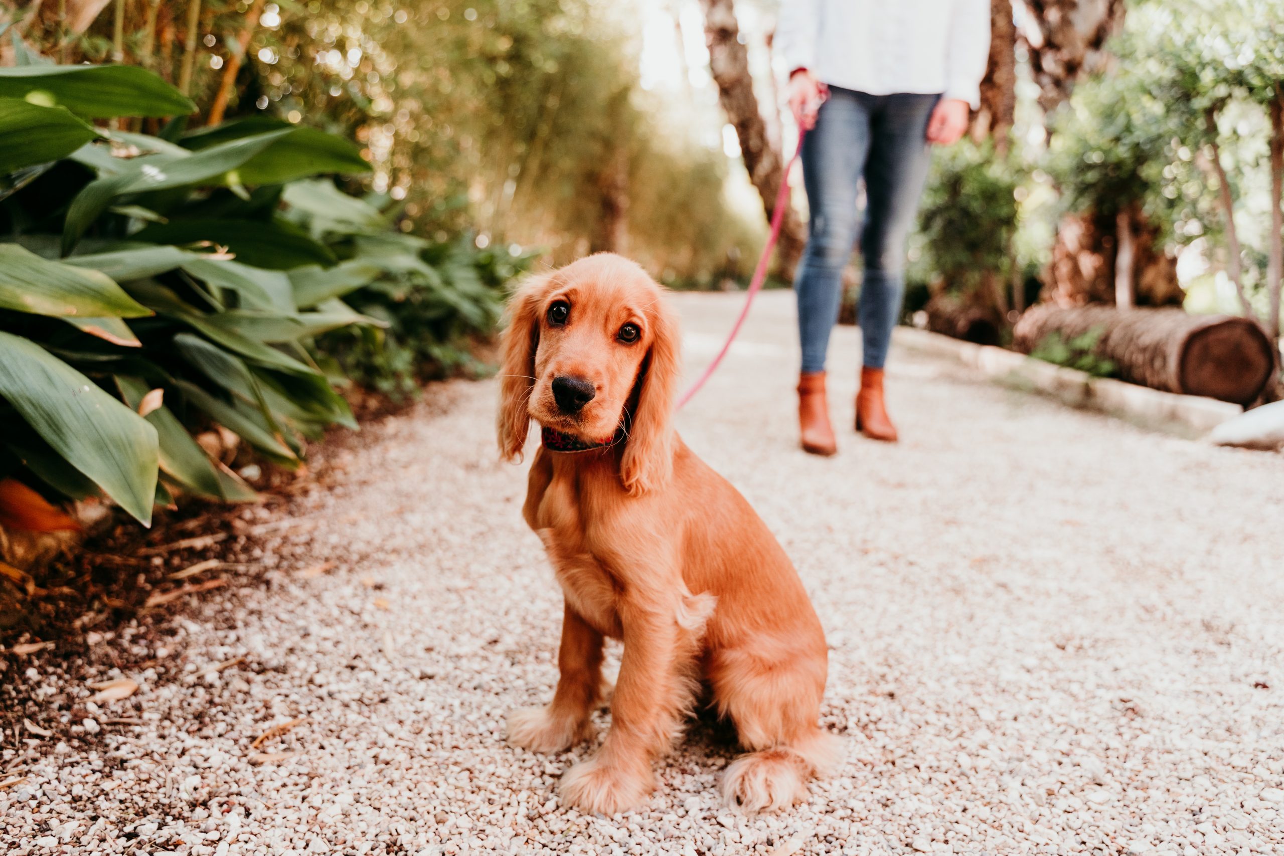 young woman walking with her cute puppy of cocker spaniel outdoors