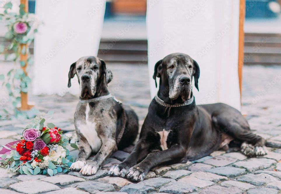 AdobeStock_103468659_Preview