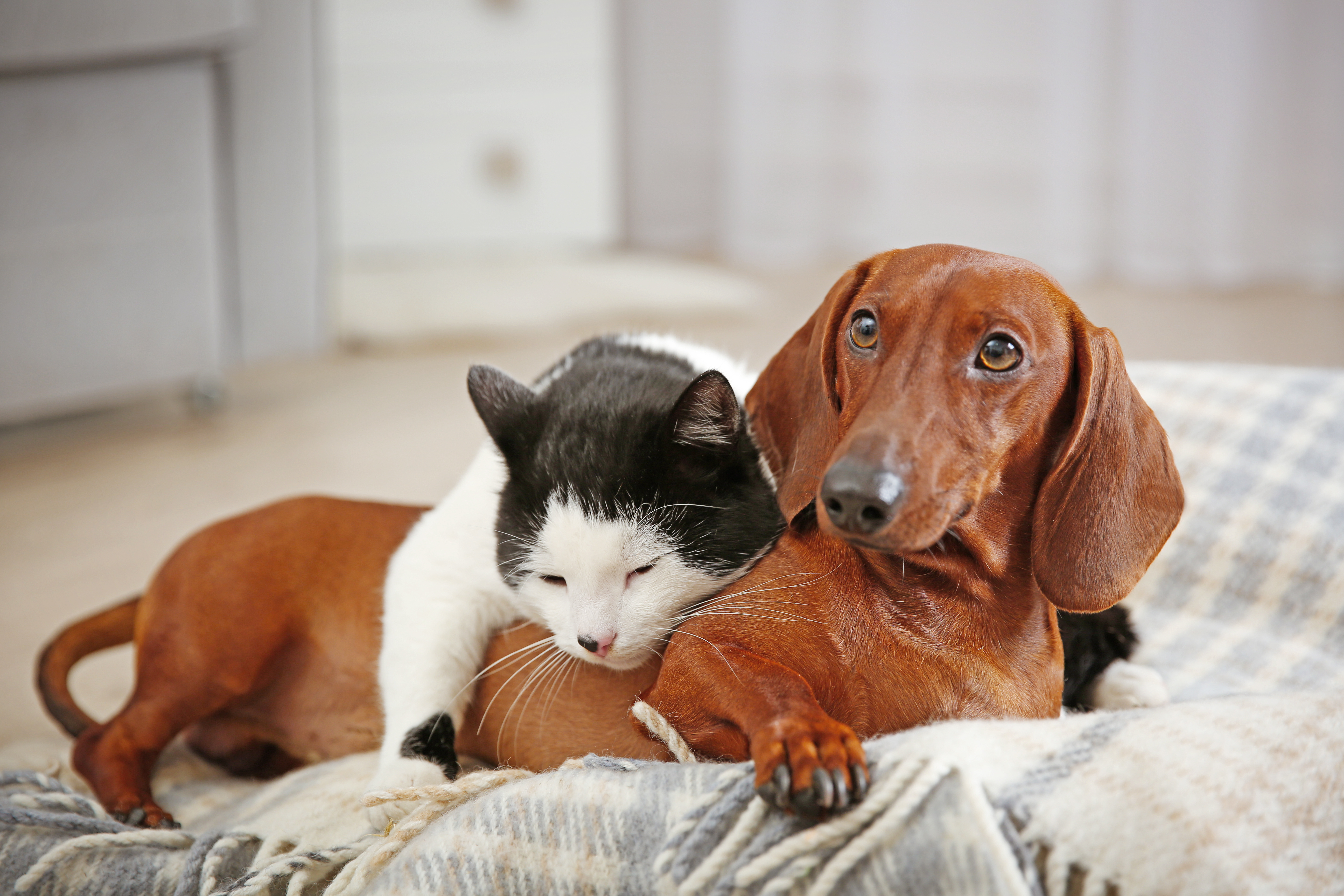 Beautiful cat and dachshund dog on plaid Beautiful cat and dachshund dog on plaid