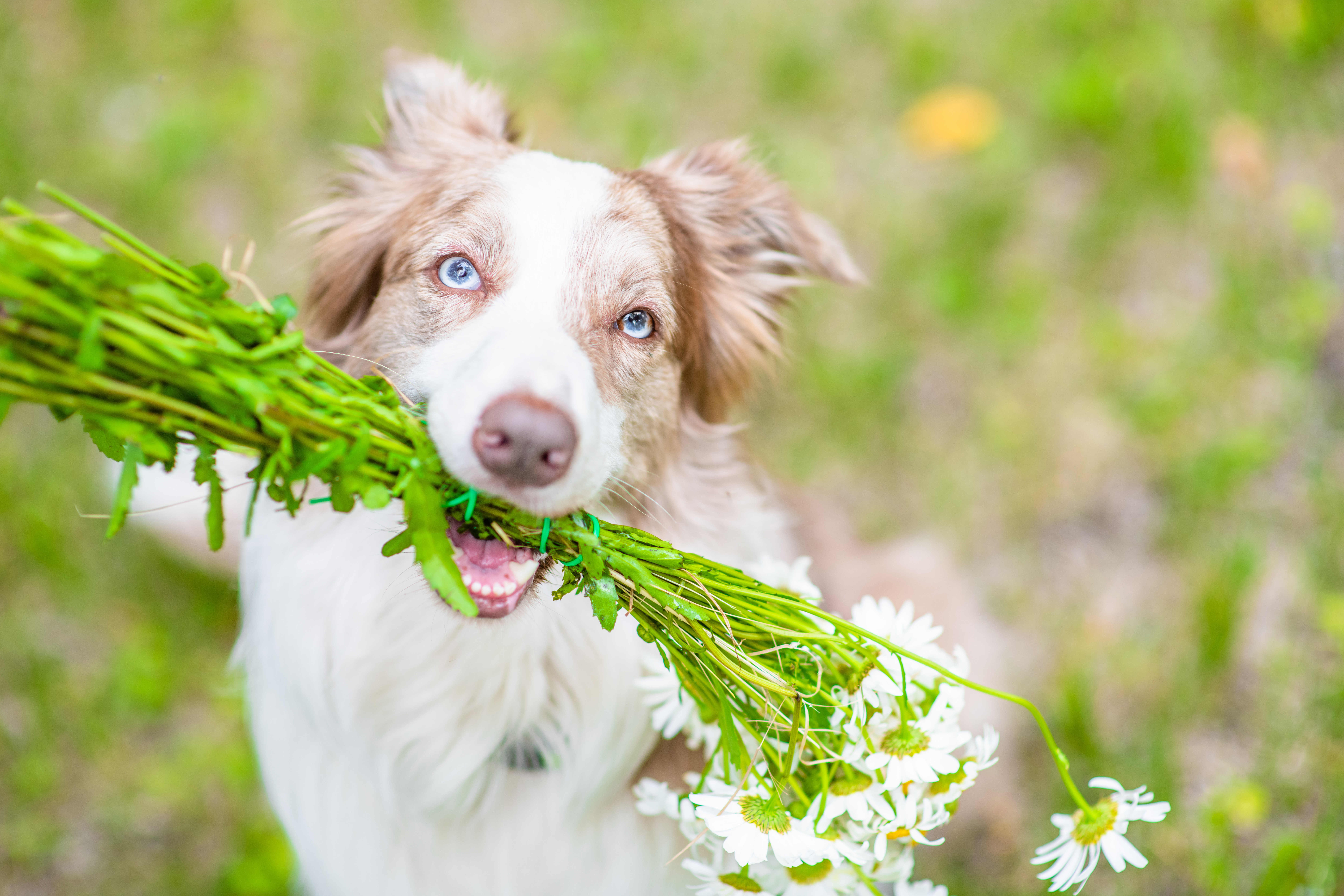 Happy Border collie dog holds a bouquet of daisies in its mouth.